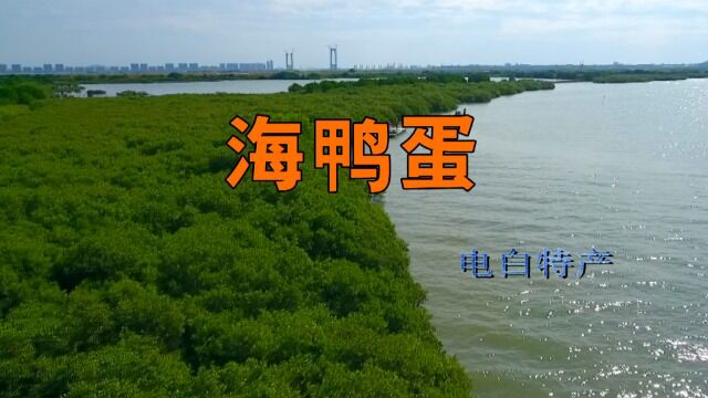 9、电白特产:海鸭蛋