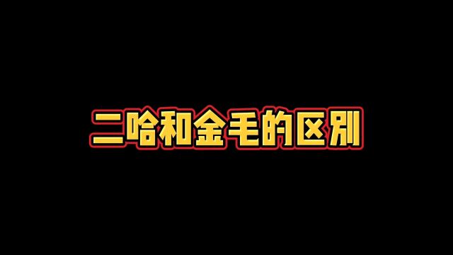 二哈我不会被武力征服的#家有傻狗