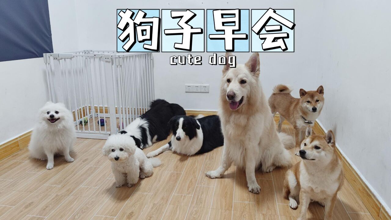 狗狗们在开会