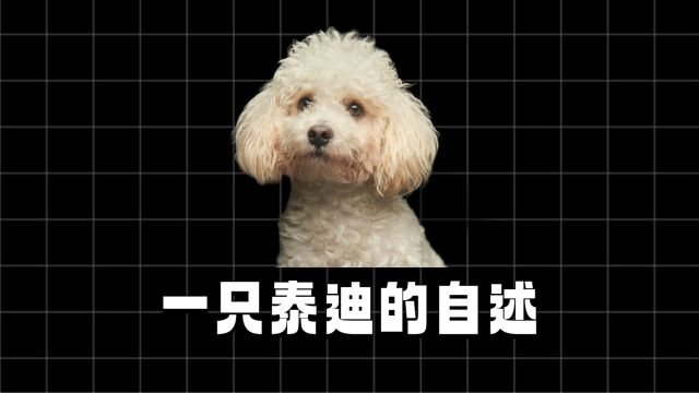 狗狗的自述:泰迪眼中的世界是怎样的?