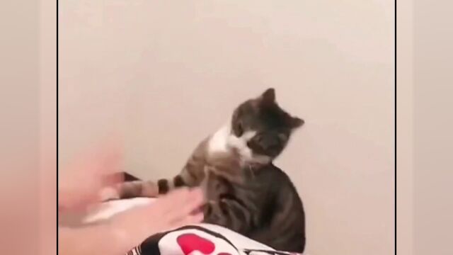 我家的猫怎么了