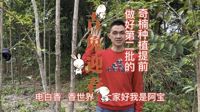 奇楠种植提前做好第二批的生长