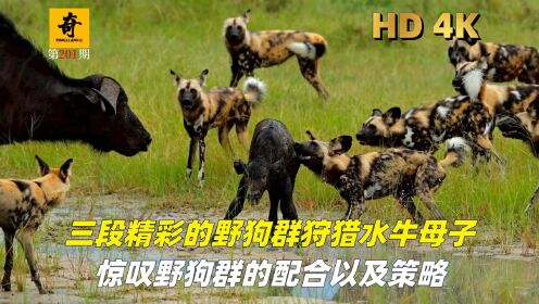三段精彩的野狗群狩猎水牛母子,惊叹野狗群的配合以及策略_高清1080P在线观看平台_腾讯视频
