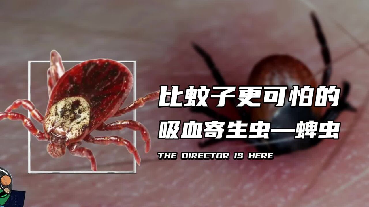 比蚊子更可怕的吸血寄生虫——蜱虫