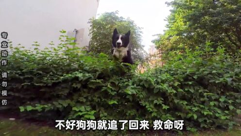 如果你在路上被疯狗追咬怎么办？第一视角教你极速逃跑！_高清1080P在线观看平台_腾讯视频