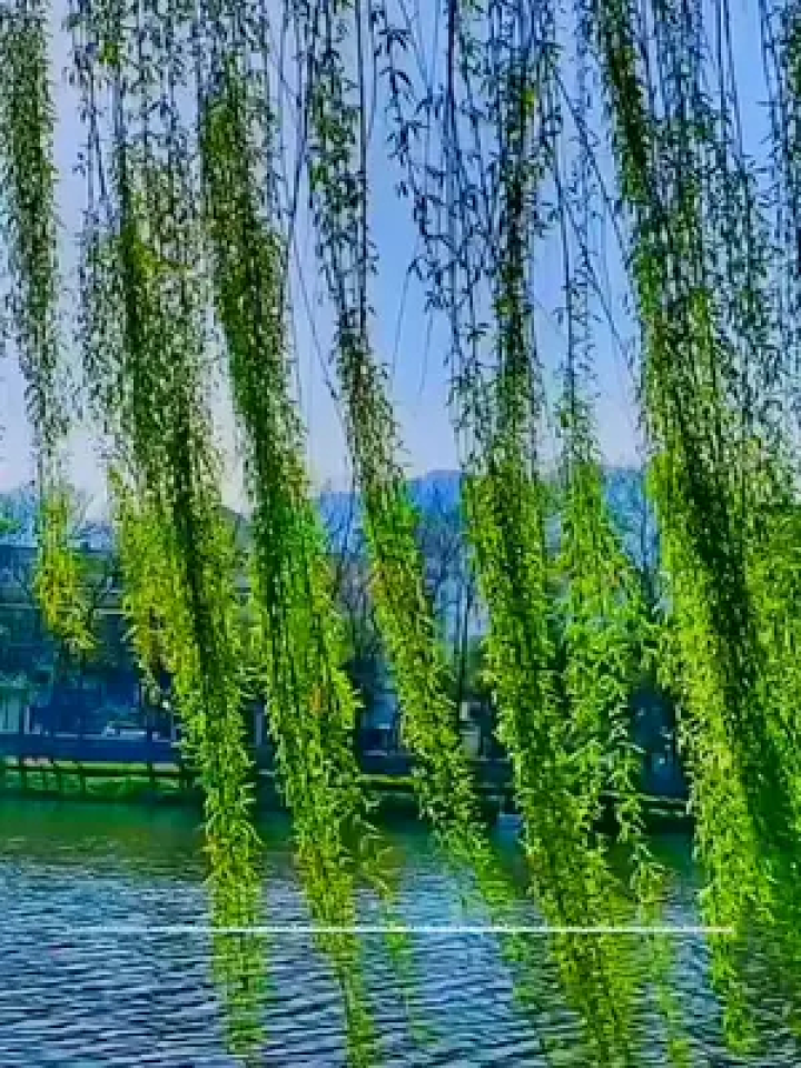 《春风吻上我的脸》作词:陈蝶衣,作曲:姚敏,演唱:林翠萍!