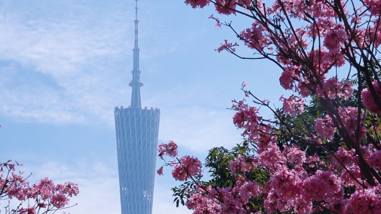 岭南春早!广州紫花风铃木盛开,市民游客:花开富贵