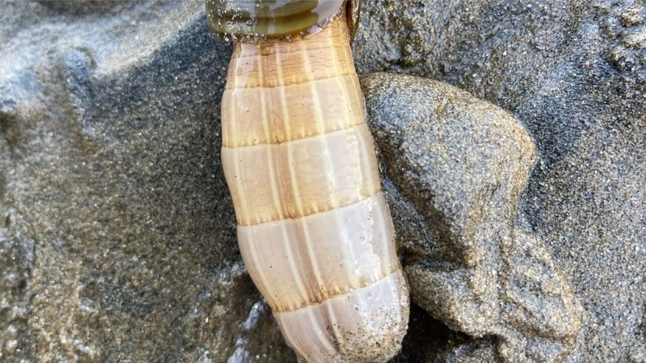 退潮后抓蛏子王,这鼻子比蛏子还要长,还挖到了象拔蚌