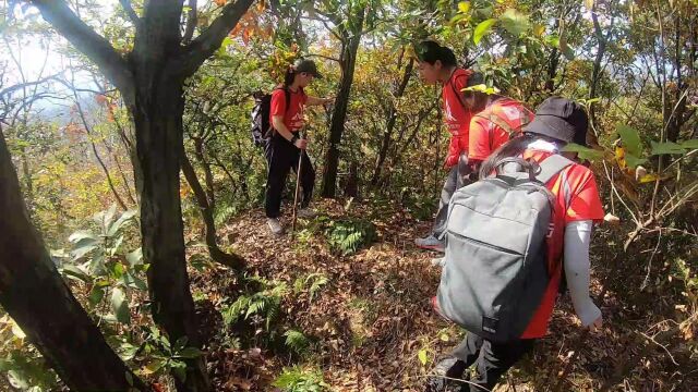 上海周边古道登山 银杏长廊6 上海快乐徒步爬山户外