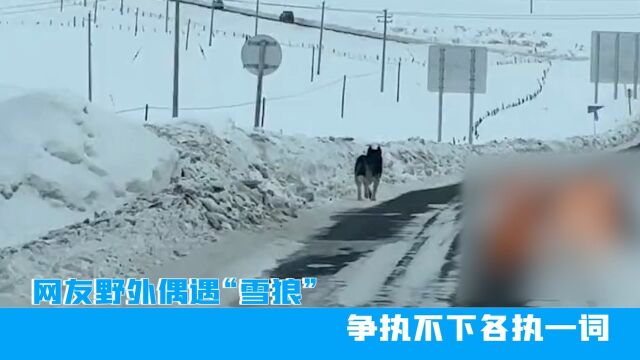 新疆网友野外偶遇“雪狼”,争执不下各执一词,哈士奇:你才是狼