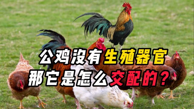 “身无长处”的公鸡,是如何完成交配的?精神恋爱吗?