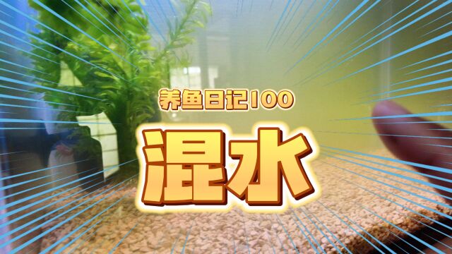 养鱼日记100:这个缸里的水发黄 不知道是什么原因 是水草融叶?