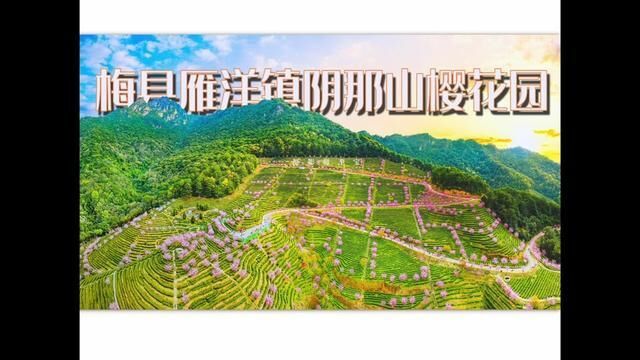 梅州梅县雁洋镇阴那山樱花“上线”,目前花期正当时,漫山的粉红是这个季节专属的浪漫.摄影师:—至宝