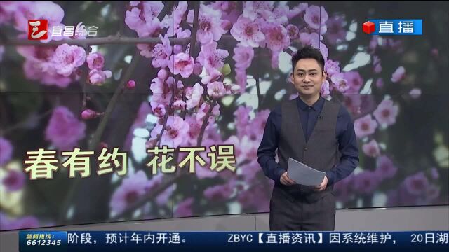 直播宜昌 2023年2月19日