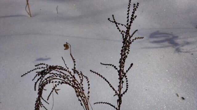 已经是七九天,这是雪地里的球子蕨,叶子落没了,只有种子在上面,这种球子蕨,你还知道它的其他名字吗?