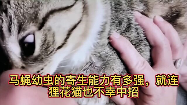 马蝇幼虫的寄生能力有多强,就连狸花猫也不幸中招