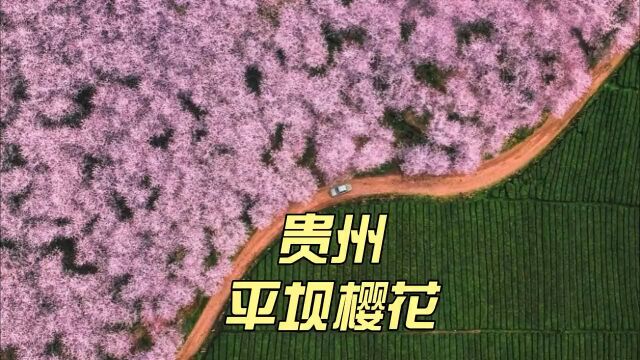 3月最佳赏樱地贵州平坝樱花园