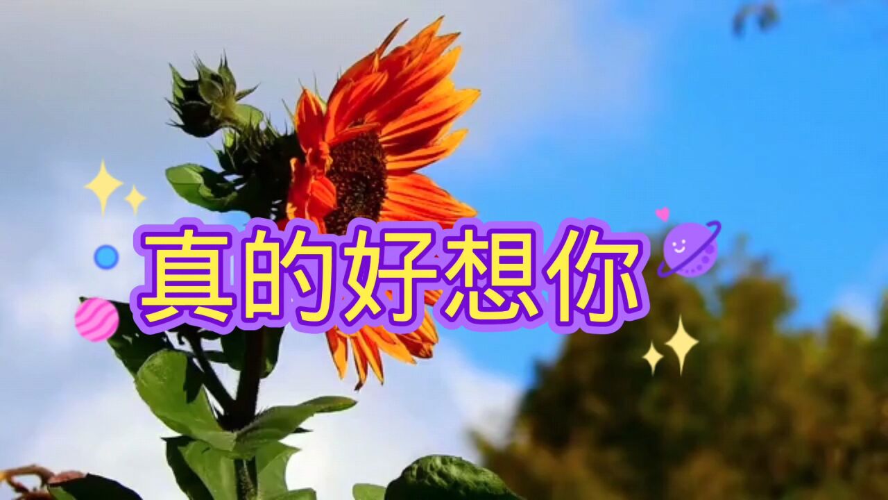 全网火热歌曲《真的好想你》