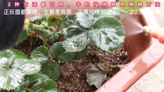 自制家庭除虫2222