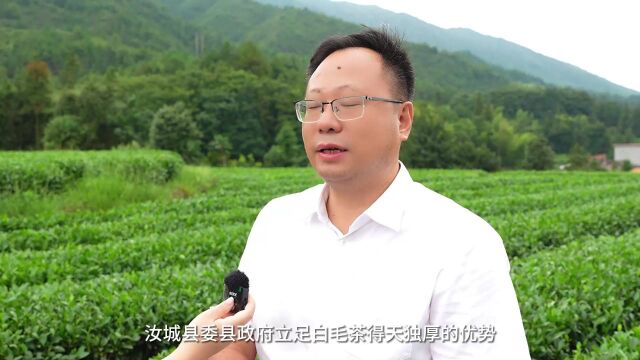 【2023年湖南茶叶“三茶统筹”示范品牌】汝城白毛茶:汝城出好茶,白毛醉茶仙