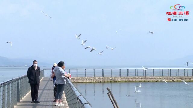 乐游玉溪丨沿着生态廊道,打卡江川星云湖春色~