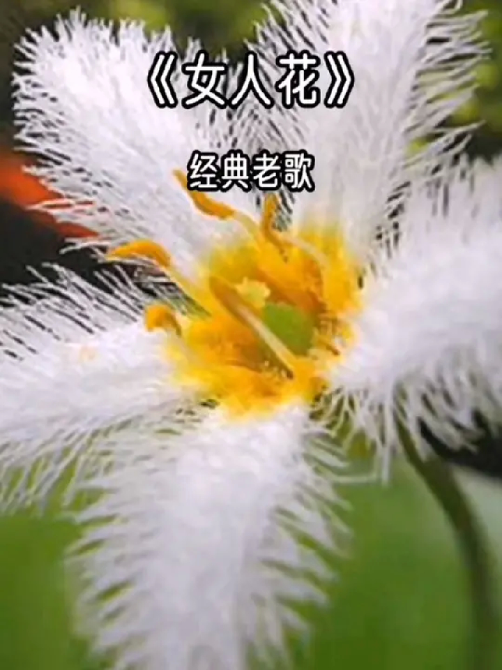 经典回顾,梅艳芳的《女人花》必须收藏,太好听了#音乐#经典老歌