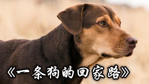 狗狗翻越几百公里，历史两年半，只为重新回到主人的怀抱