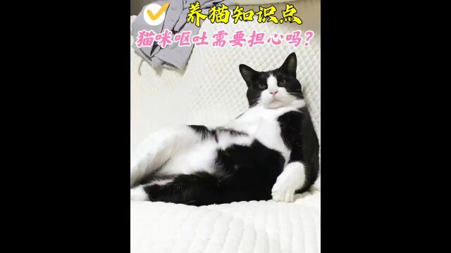 铲屎官需要知道的事,猫咪呕吐有哪些原因,该怎么办?