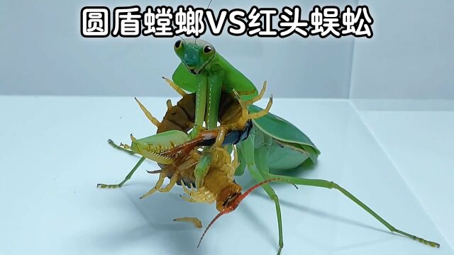 圆盾螳螂VS红头蜈蚣