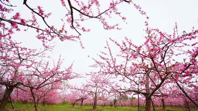 春风十里 等花也等你#捕捉春天的气息 #希望如约而至的不止春天 #春暖花开奔你而来 #感受大自然的气息和美景