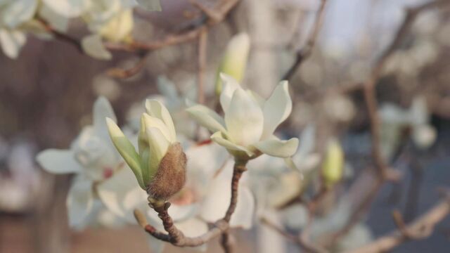 玉兰花开 春意盎然