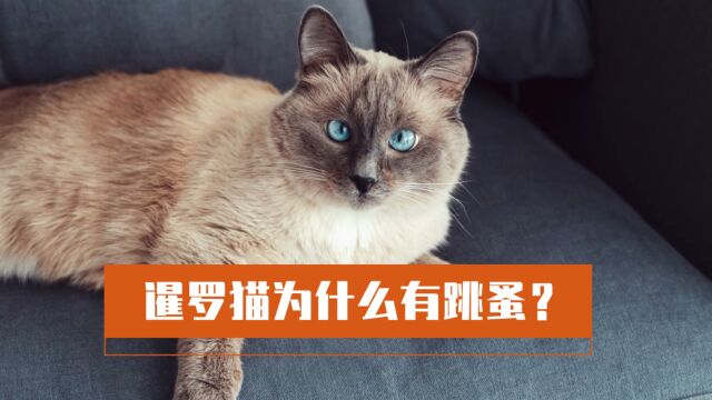 暹罗猫为什么有跳蚤?快来听听为什么