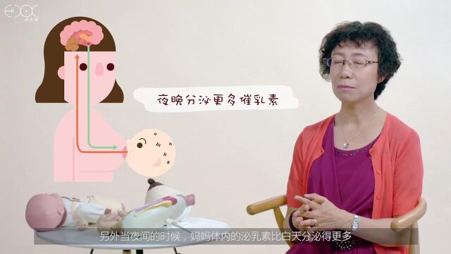 第7课 乳房大小跟泌乳量的关系