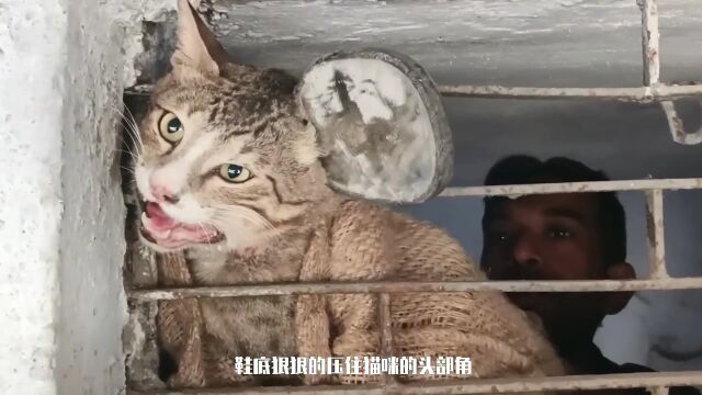 猫咪被困铁笼 好心三哥救助