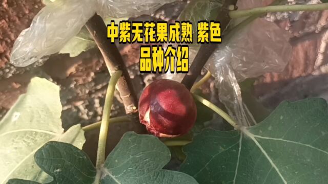 中紫无花果成熟 紫色品种介绍