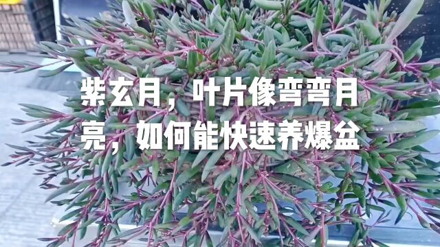 紫玄月,叶片像弯弯月亮,如何能快速养爆盆