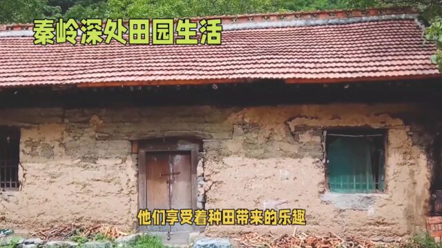 秦岭大山深处的人家,守着一亩三分地,过着田园般的生活