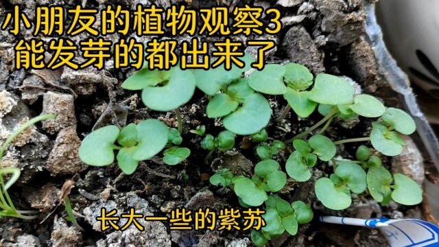 小朋友的植物观察3 能发芽的都出来了