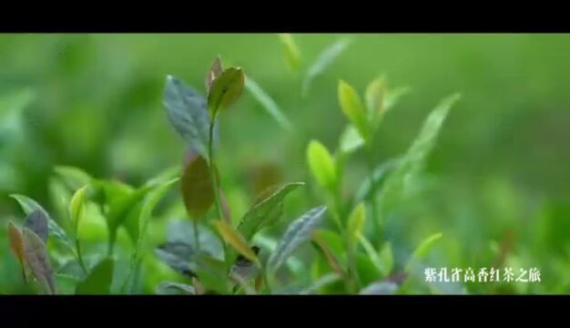 石阡五老山茶场,60年代末70年代初种植的古树茶纯种山头茶. 2023年纯正苔茶新茶开采…