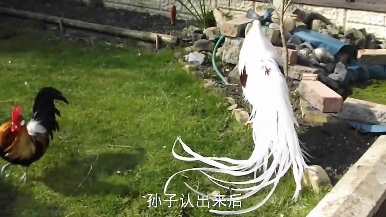 老人捡到一只白“凤凰”,养5年没敢吃,孙子回家认出来后笑出声#奇闻#凤凰#野生动物#动物_高清1080P在线观看平台_腾讯视频