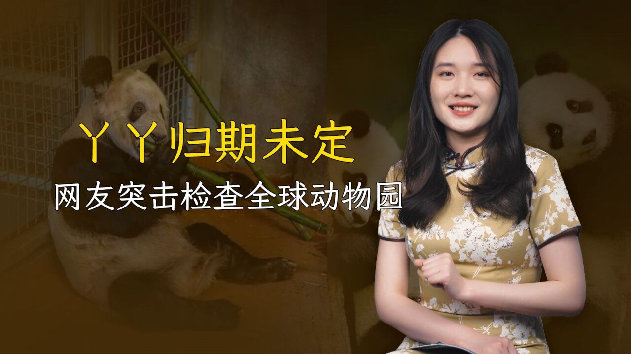 丫丫归期未定,网友突击检查全球动物园,大熊猫为什么惹人爱?_腾讯视频