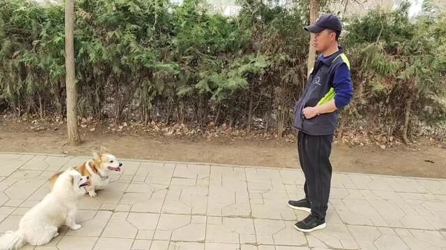 #宠物训练学校 #训犬 #狗狗上学 #狗狗是人类最忠诚的朋友我们要保护它 开始训练啦