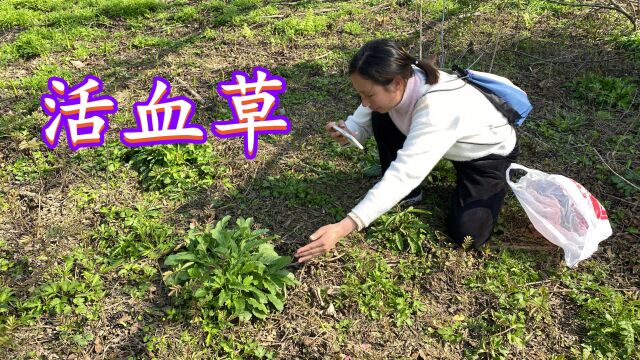 农村不起眼的“活血草”,没想到它的用途特别强大,一起认识下