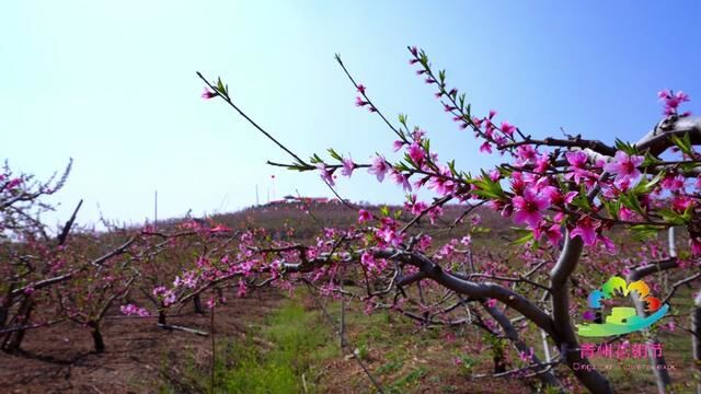 “桃”醉花海 迎客八方,青州市谭坊镇第三届桃花艺术节盛大开幕 #桃花节 #桃园 #赏桃花 #百花迎春 #开幕式