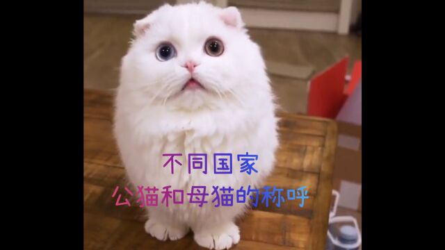 不同国家公猫和母猫的称呼