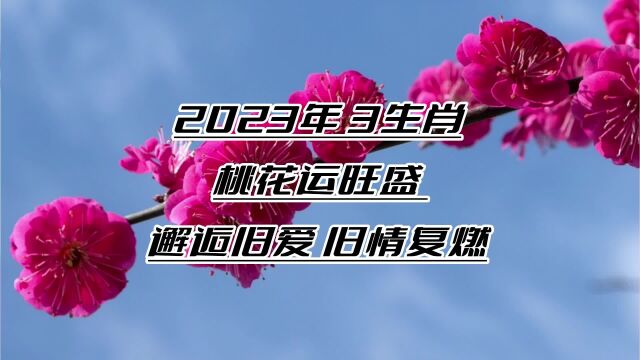 2023年,3大生肖桃花运旺盛,月老来助力,邂逅旧爱,旧情复燃