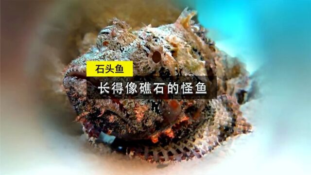 石头鱼一种长得像礁石一样的丑鱼,剧毒无比,一条能干翻20个人