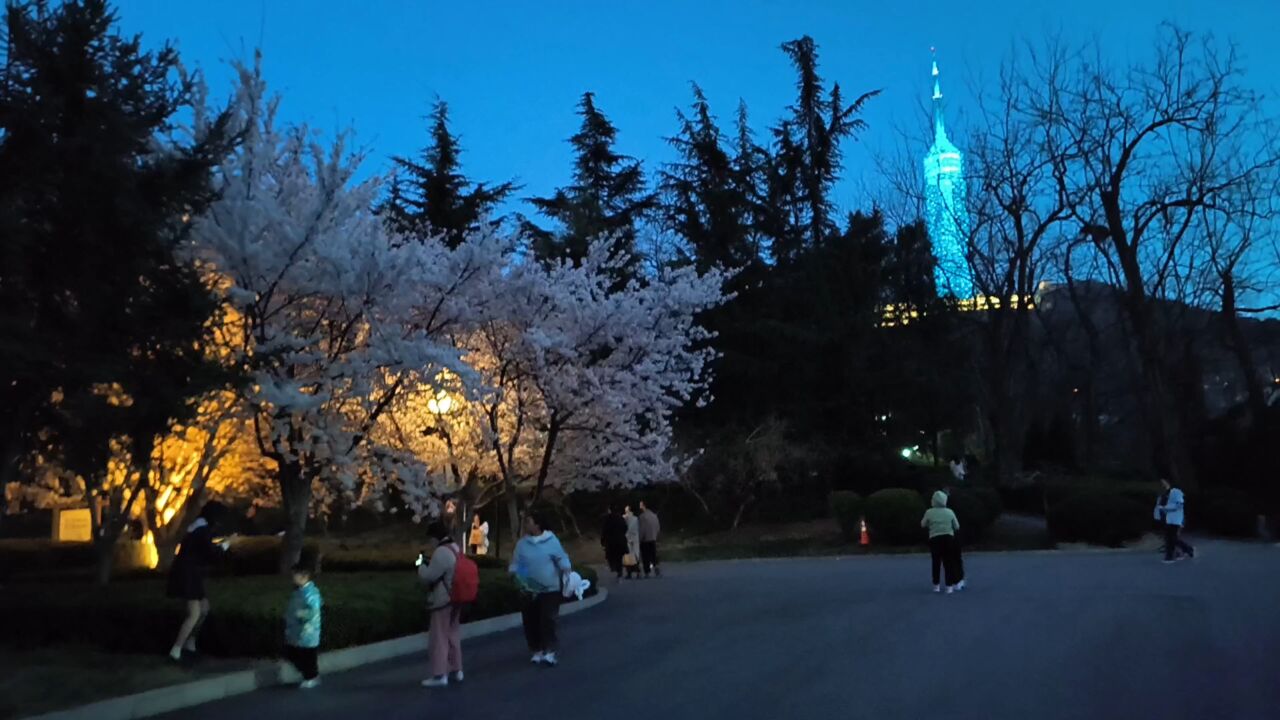 夜晚大連勞動公園櫻花大道人好多呀,不一樣的美