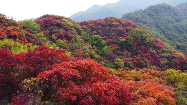 【嵩游记】来吧!嵩县已开启赏红叶模式!