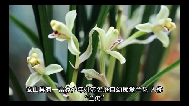 民间故事:兰花仙子